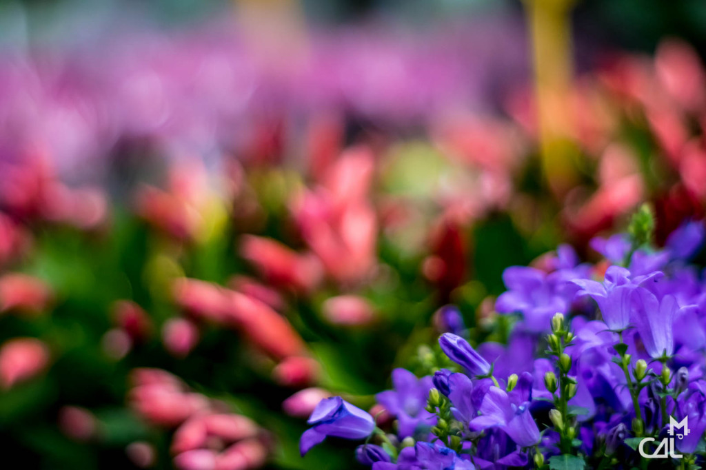 march-aux-fleurs-fleurs-violettes-rouges-roses-mauves-mon-chat