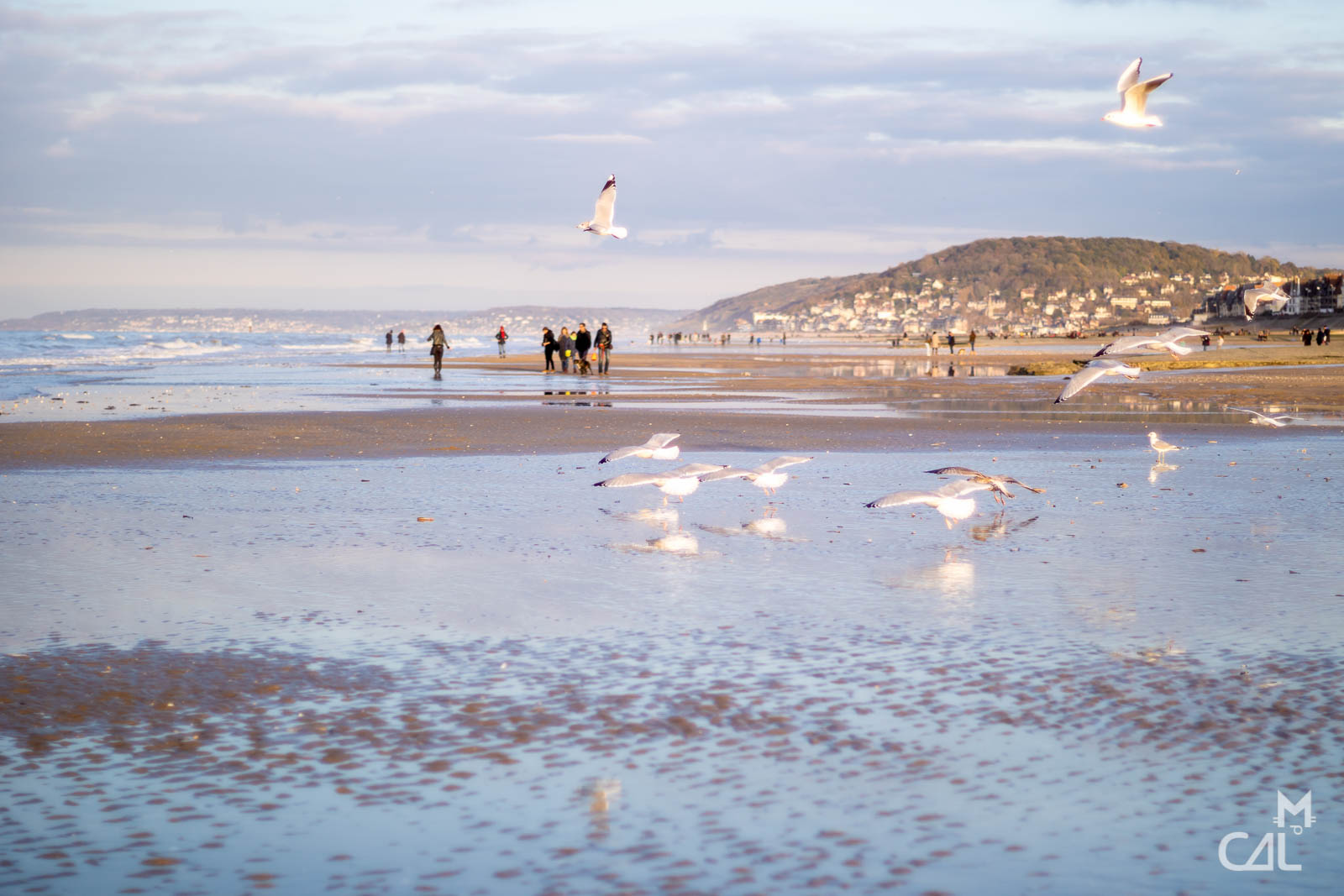 Plage De Cabourg Envol De Mouettes Mon Chat Aime La Photo