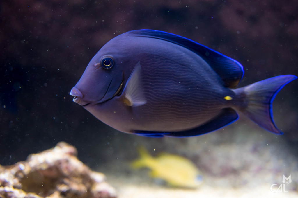 aquarium-de-biarritz-poisson-bleu-mon-chat-aime-la-photo