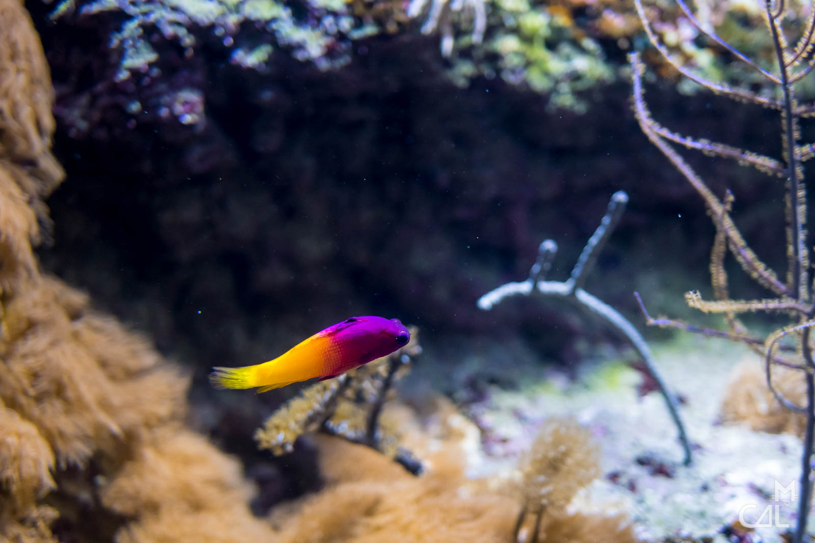 aquarium-de-biarritz-poisson-jaune-et-violet-mon-chat-aime-la-photo