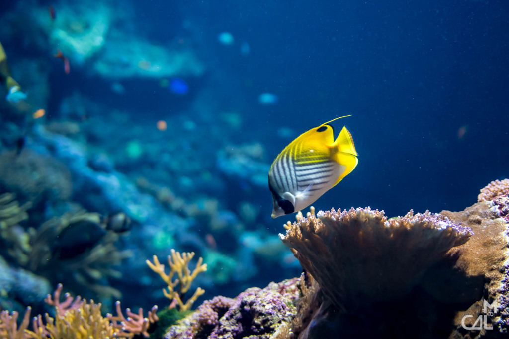 aquarium-de-biarritz-poisson-jaune-et-blanc-mon-chat-aime-la-photo